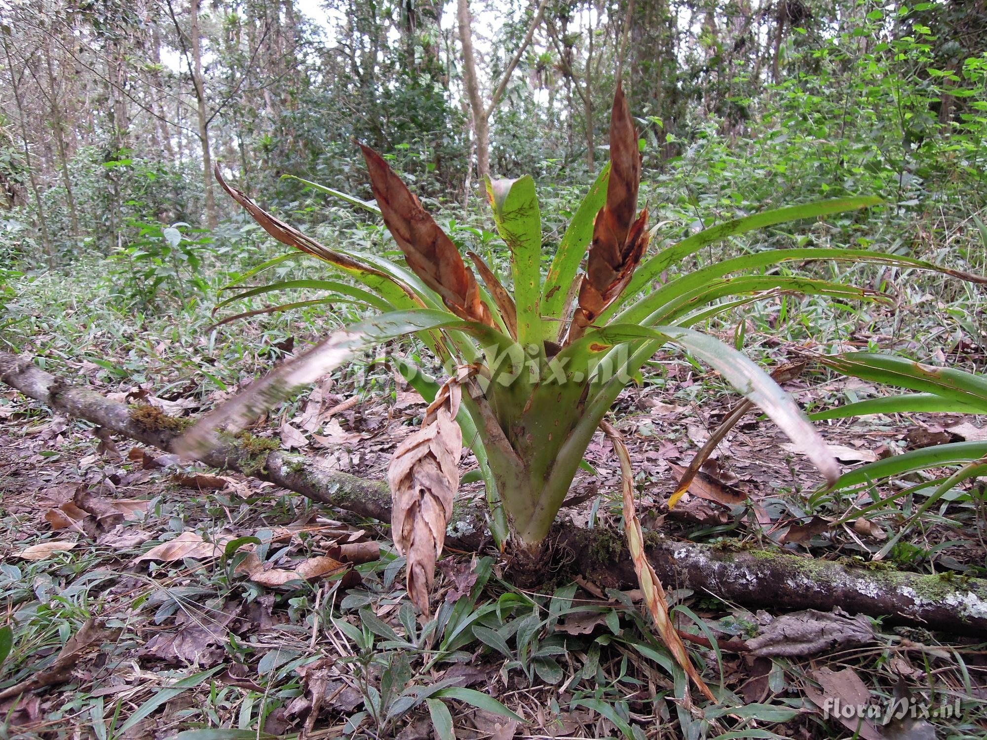 Tillandsia multicaulis