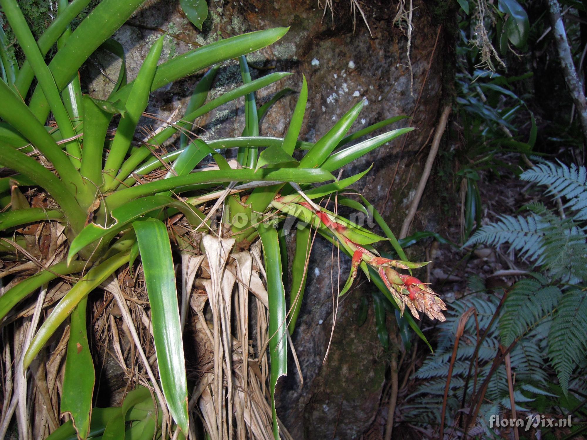 Tillandsia spec.