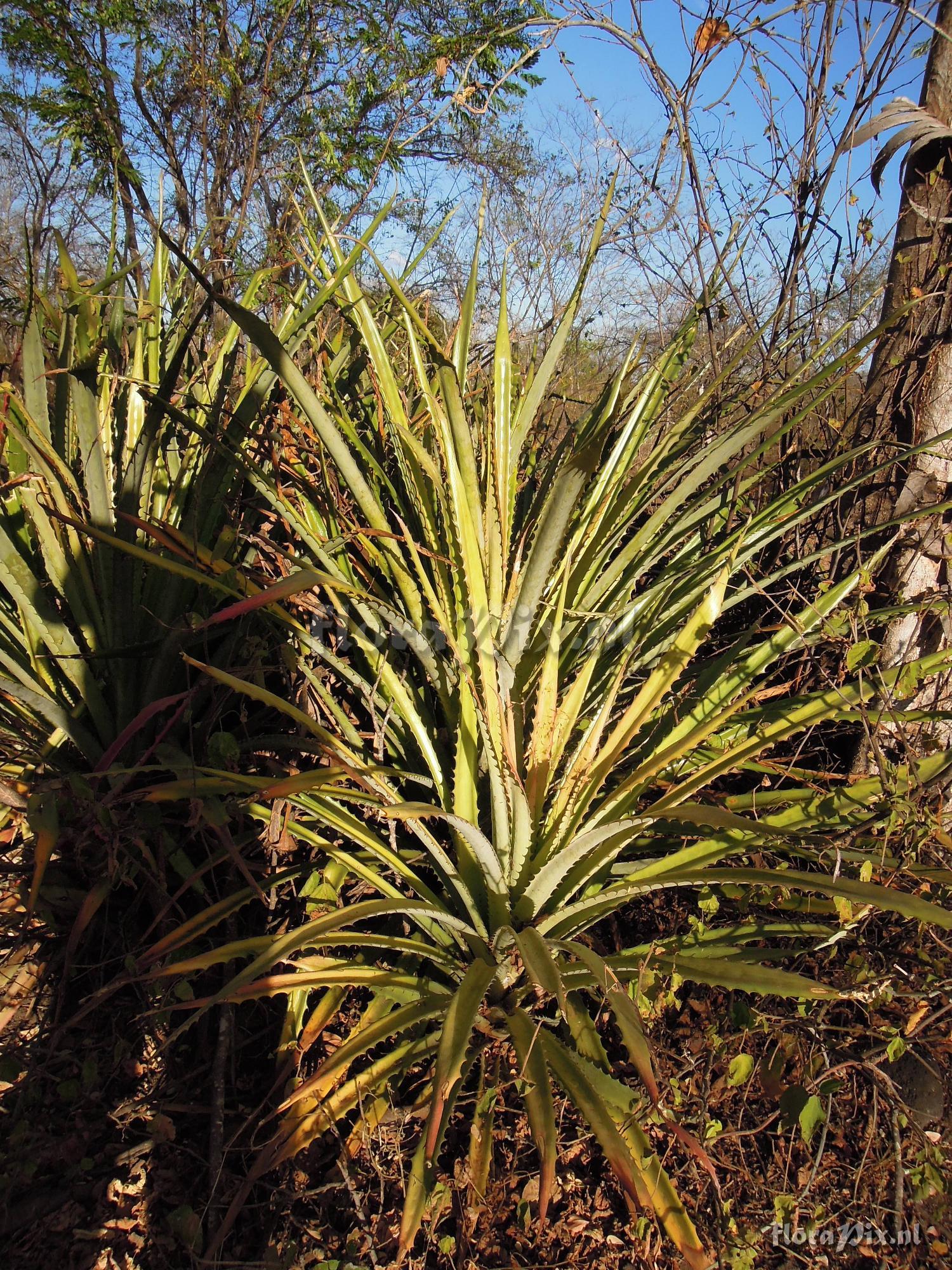 Bromelia pinguin