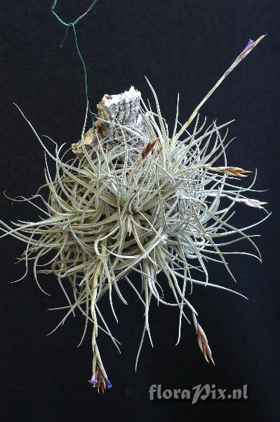 Tillandsia lorentziana