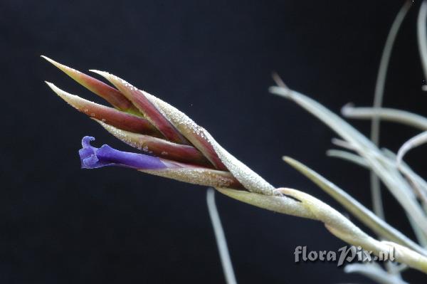 Tillandsia lorentziana