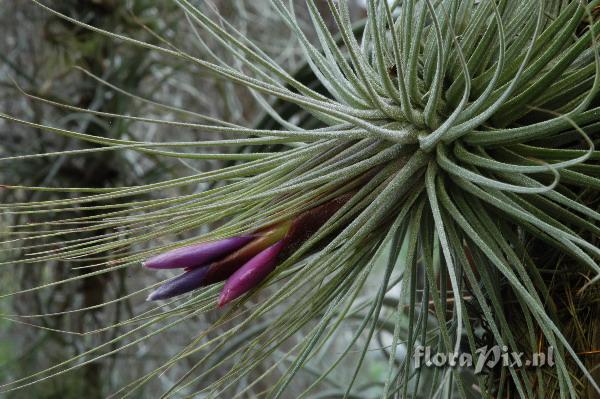 Tillandsia magnusiana