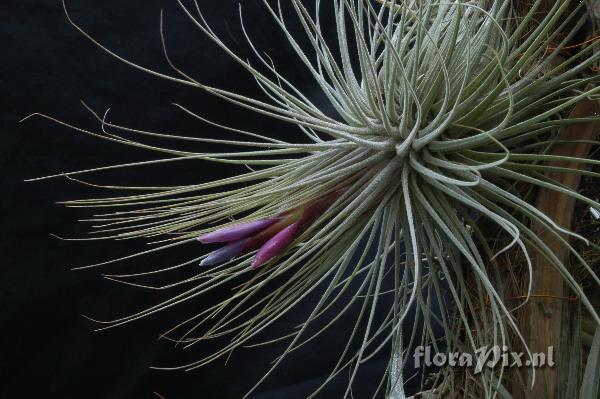 Tillandsia magnusiana