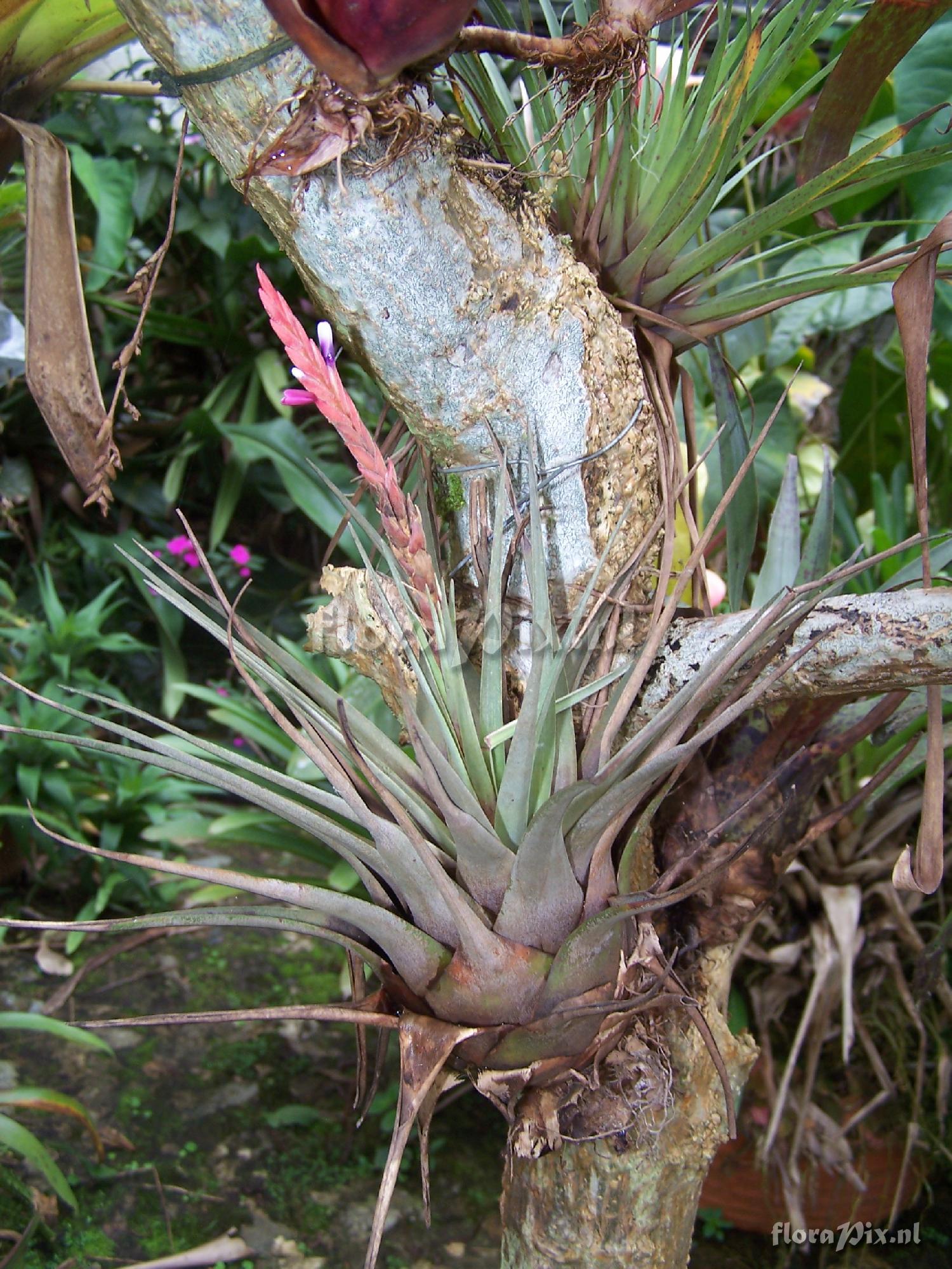 Tillandsia fragrans