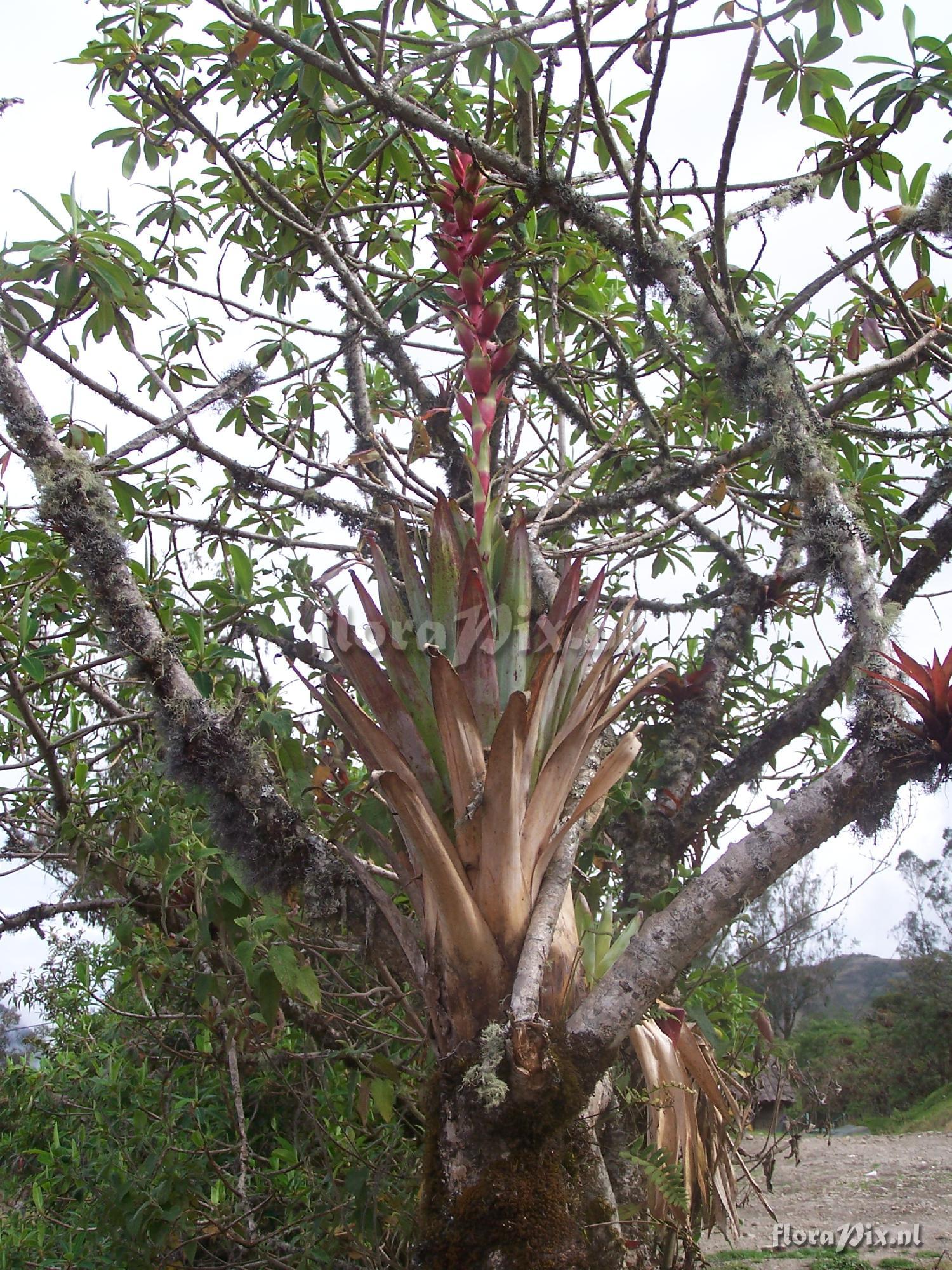 Tillandsia sp.