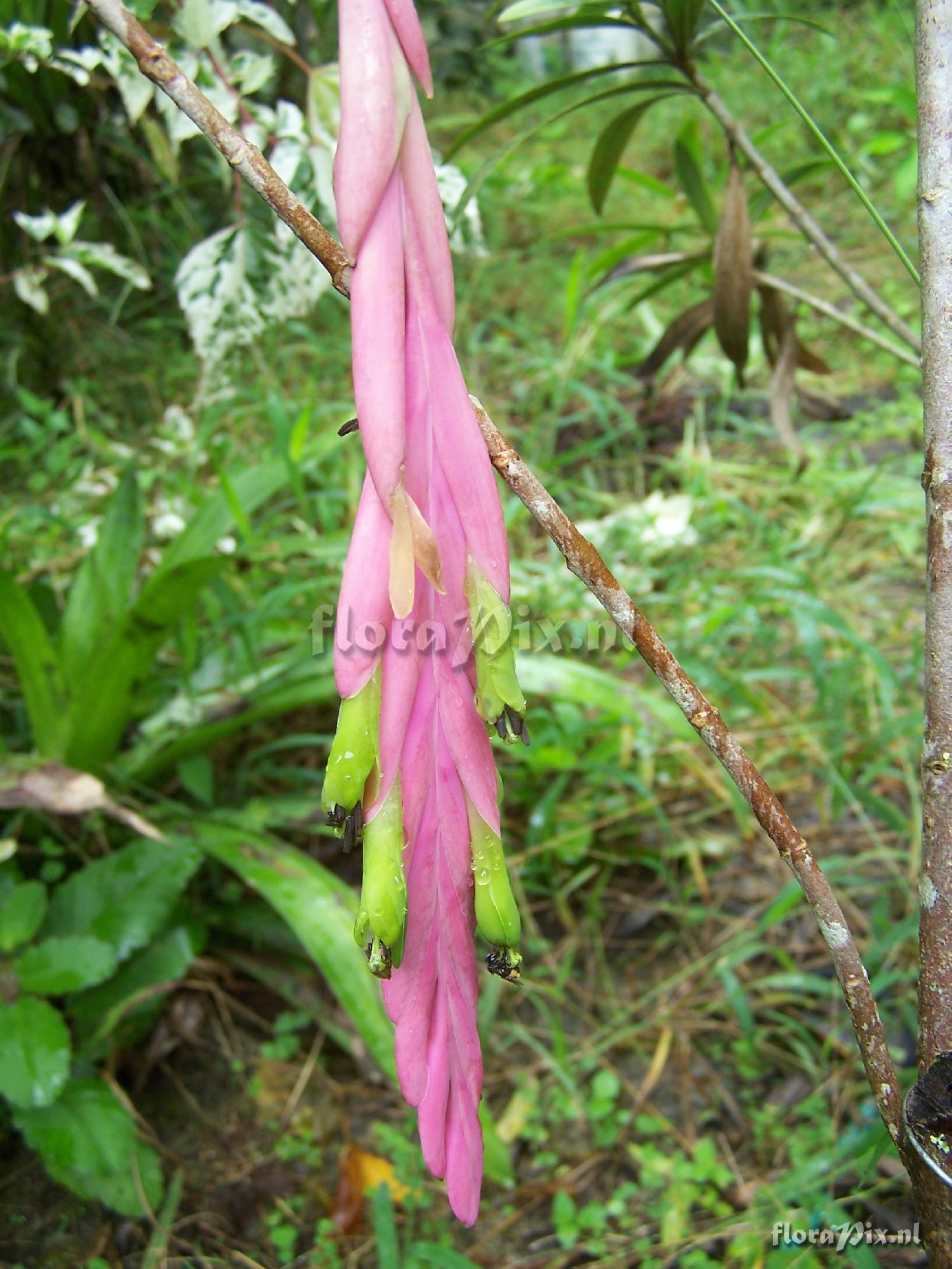 Tillandsia penduliscapa