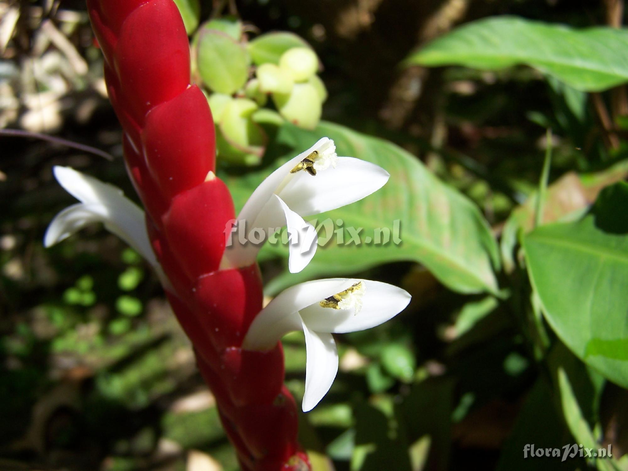 Vriesea malzinae