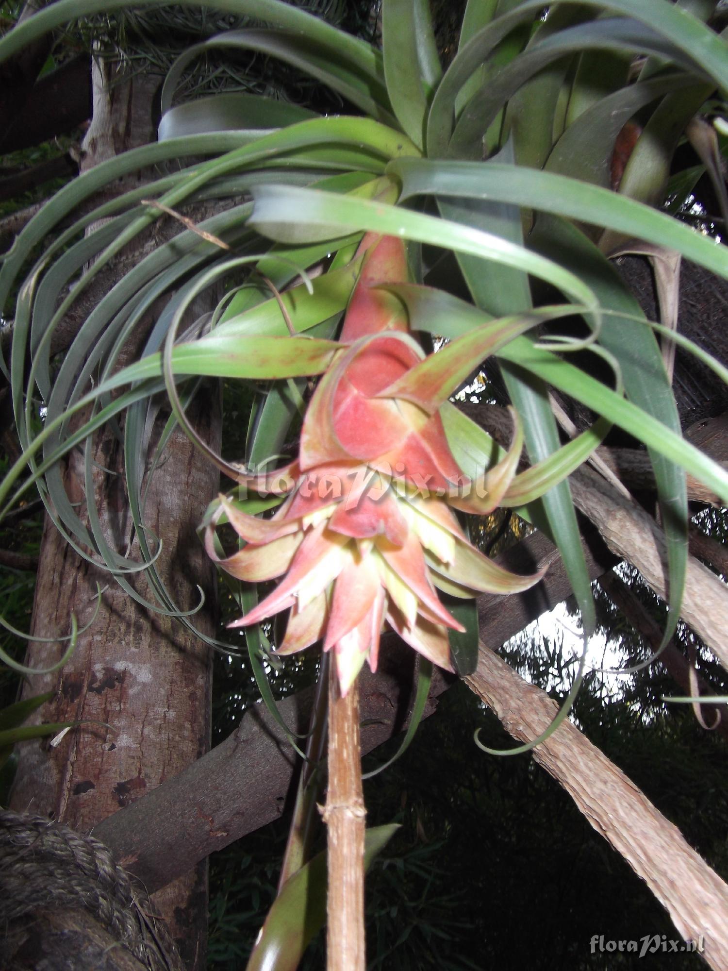 Tillandsia violacea