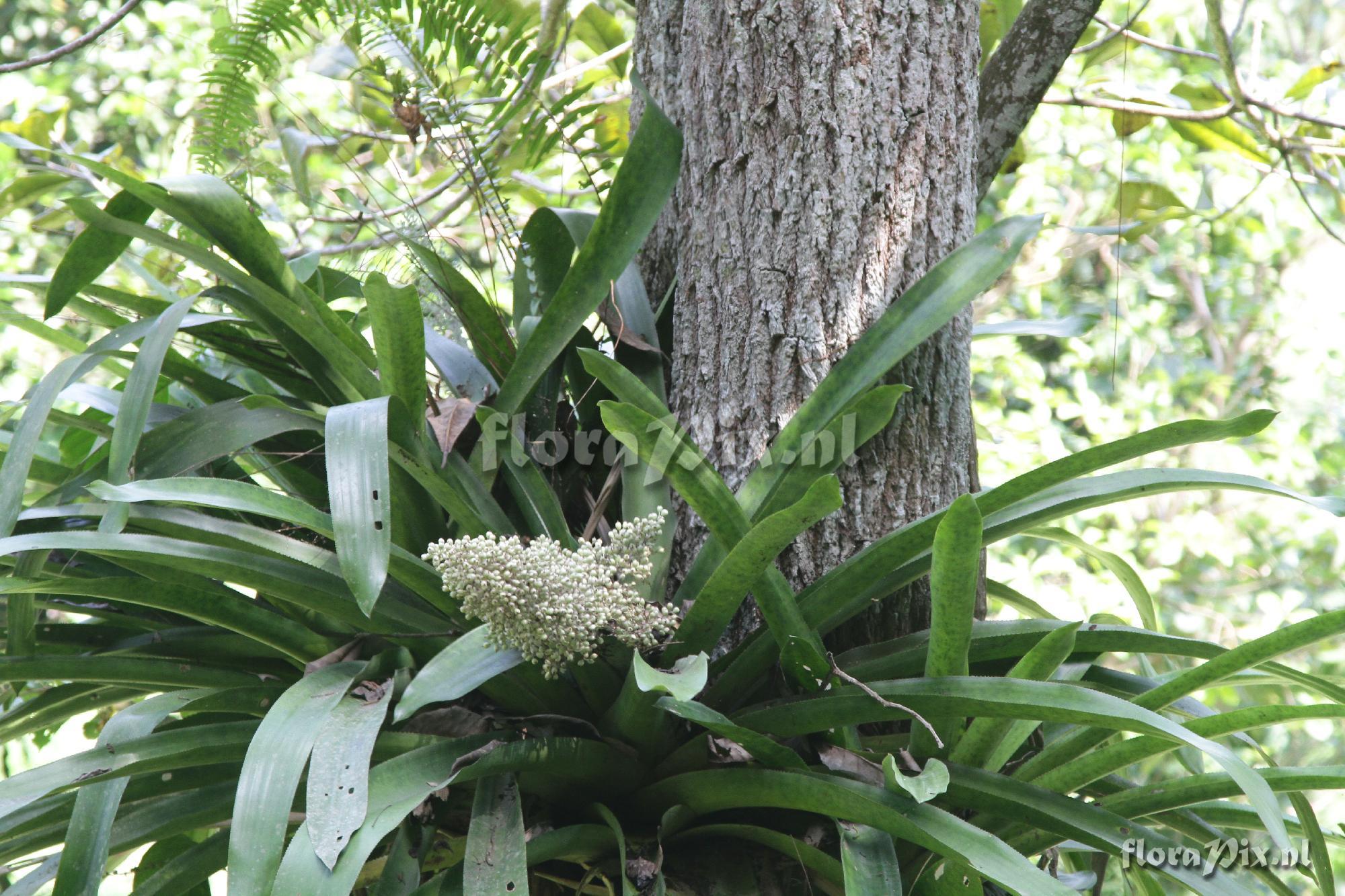 Aechmea mexicana