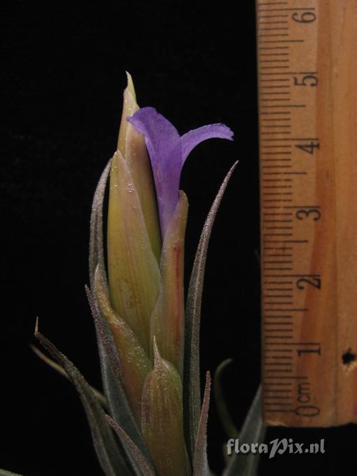 Tillandsia gerdae