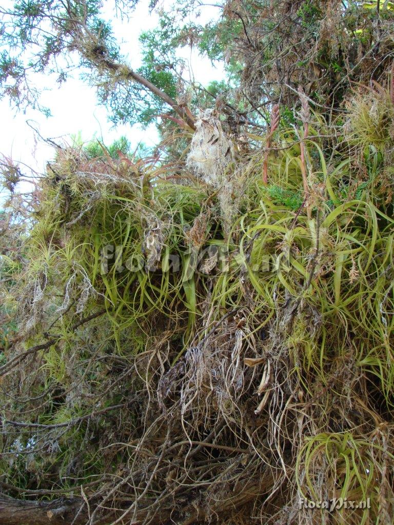 Tillandsia polystachia