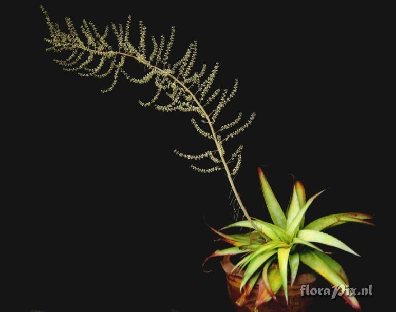 Hechtia glauca