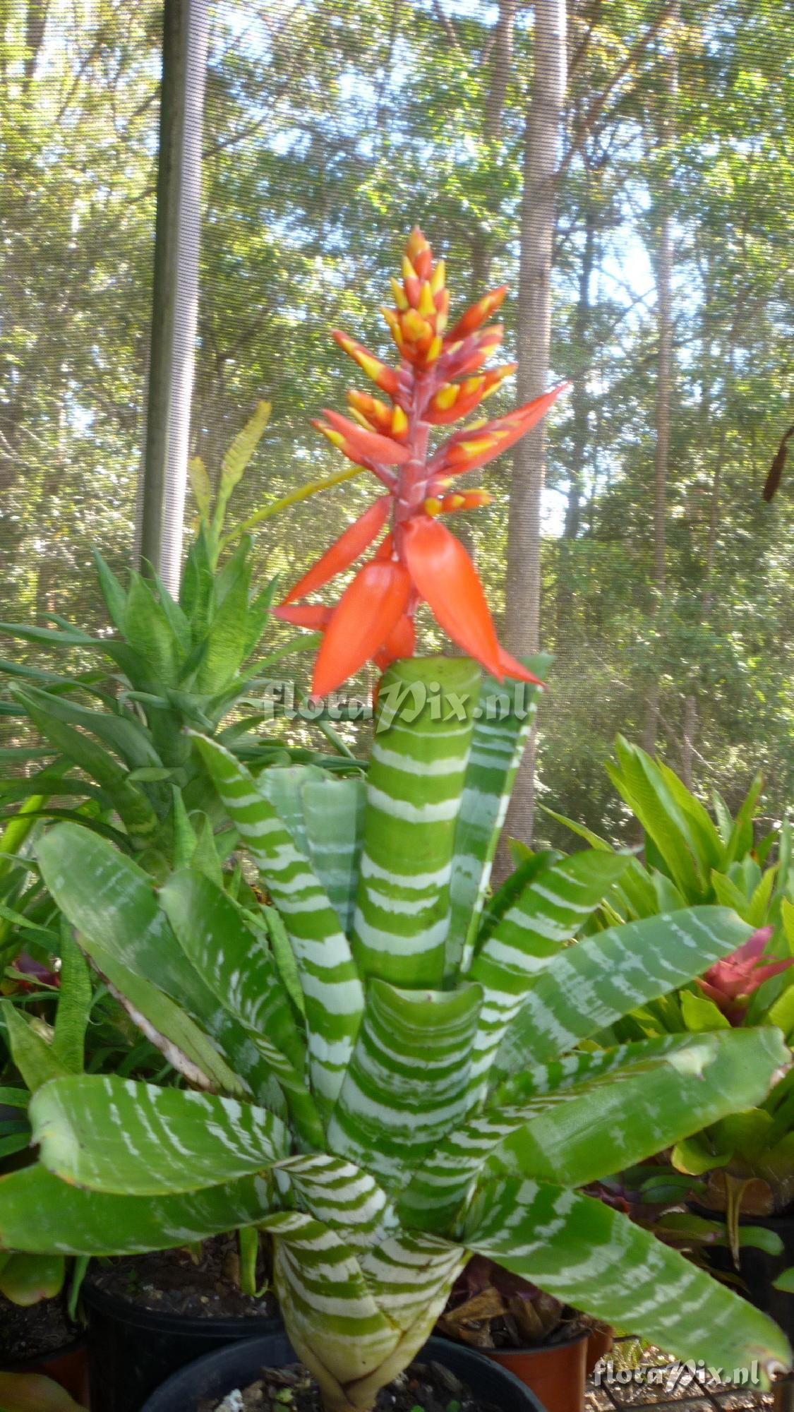 Aechmea chantinii