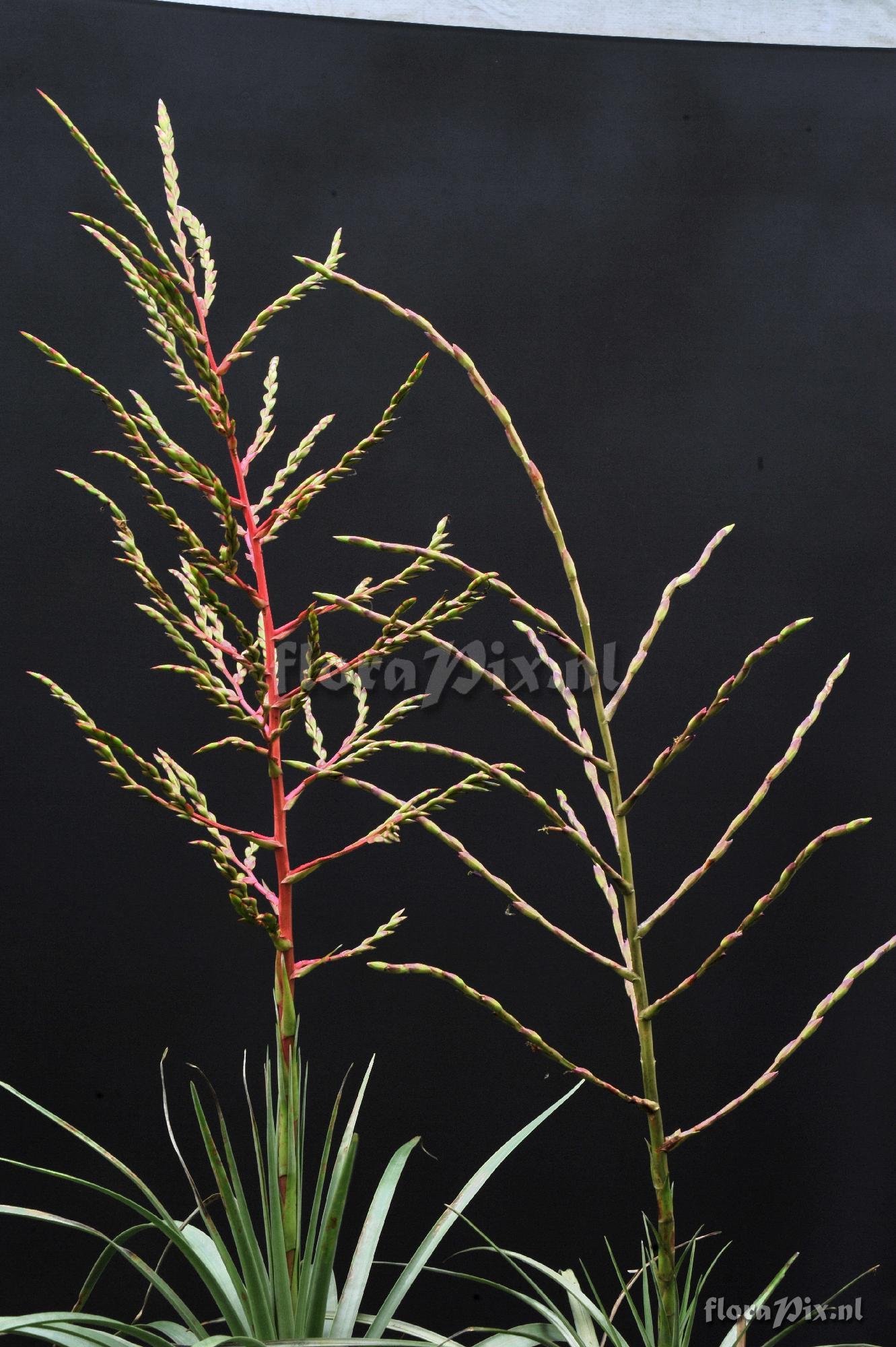 Tillandsia extensa