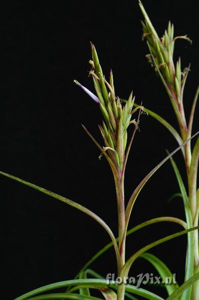 Tillandsia polystachia