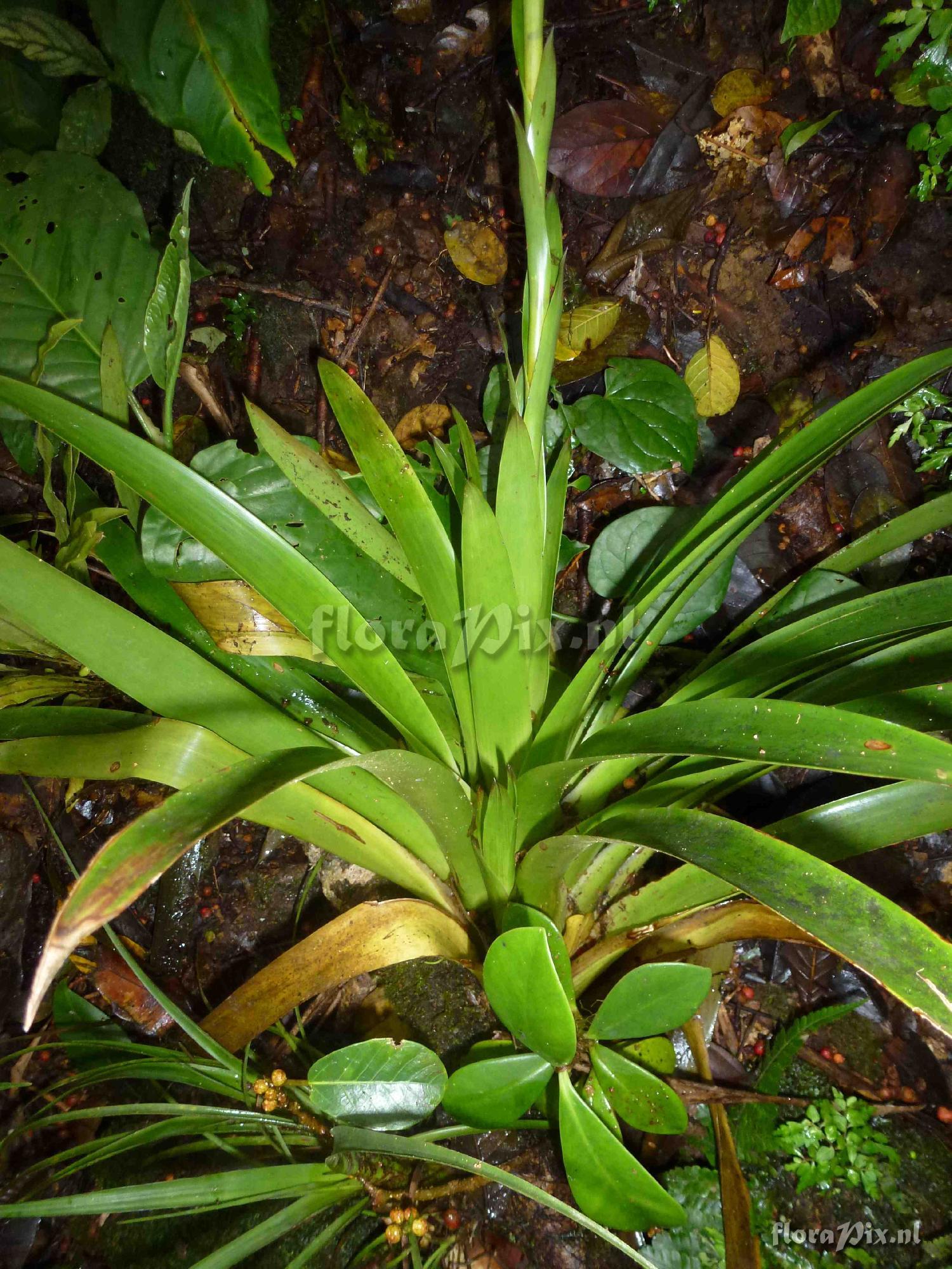 Guzmania sp?