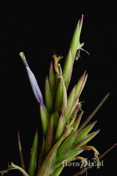 Tillandsia polystachia