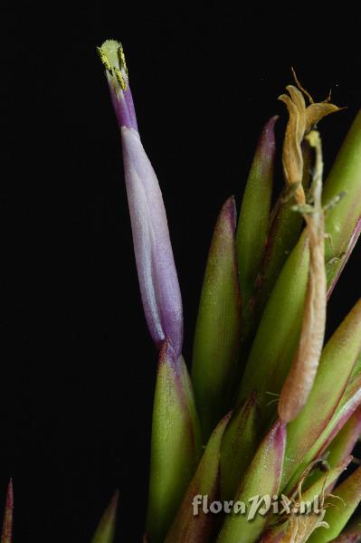 Tillandsia polystachia