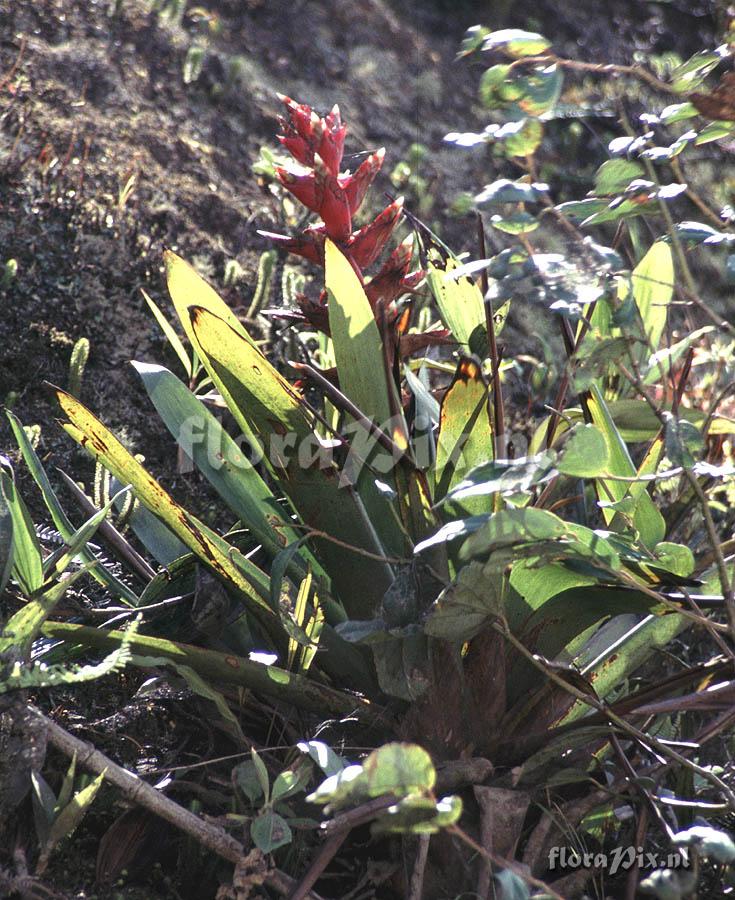 Tillandsia schimperiana