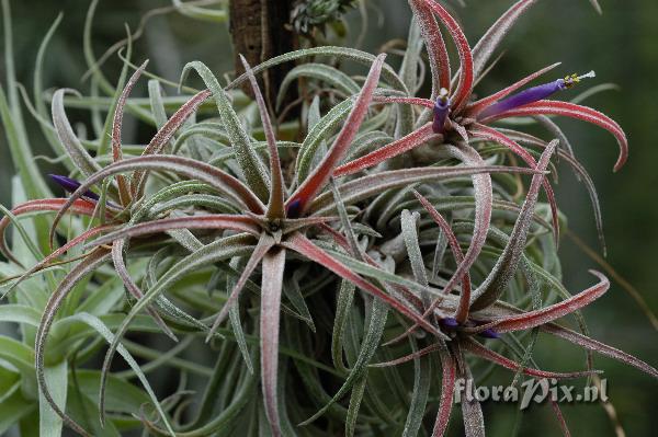 Tillandsia praschekii