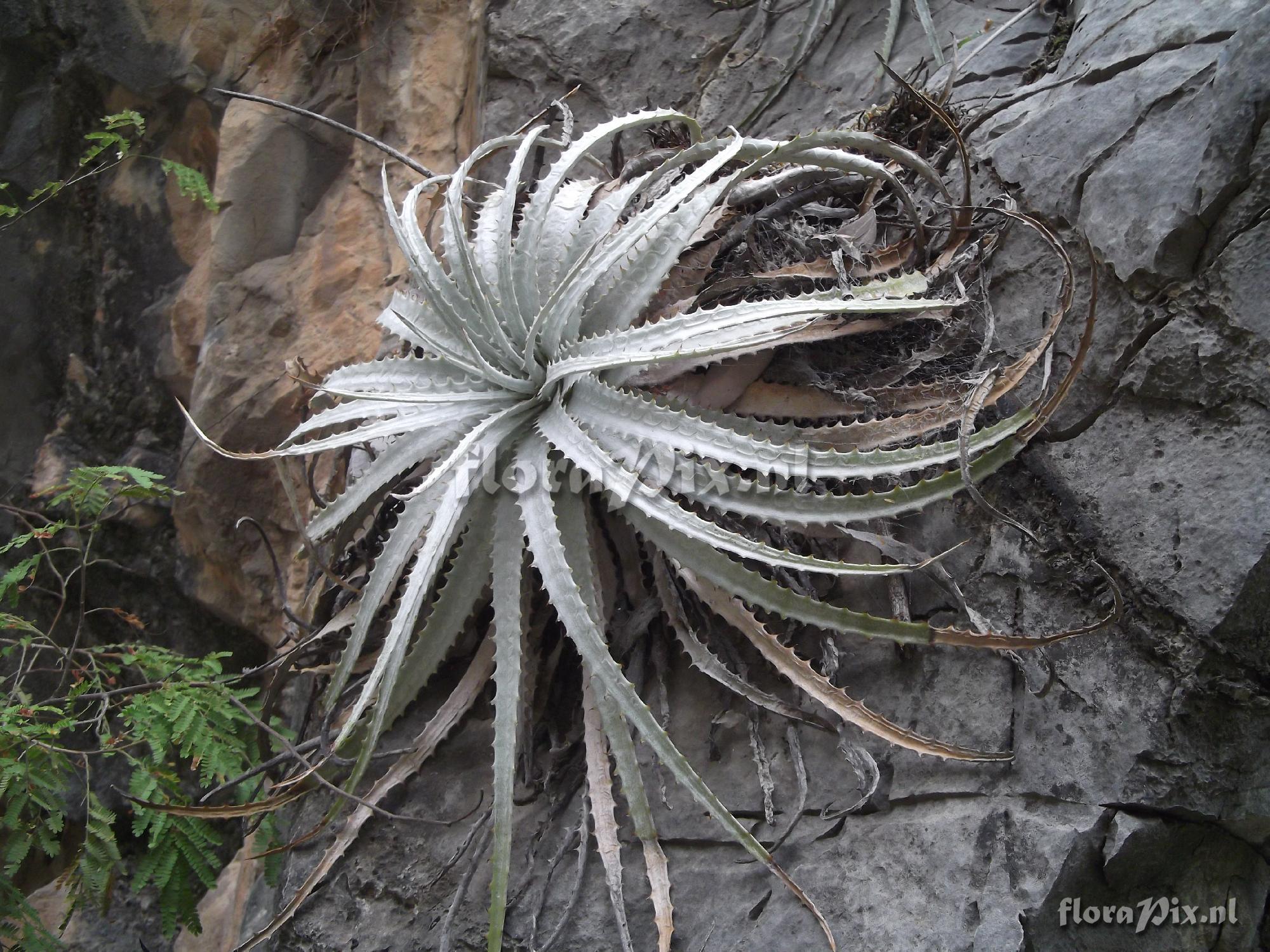 Hechtia argentea