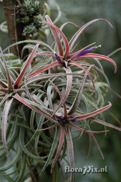 Tillandsia praschekii