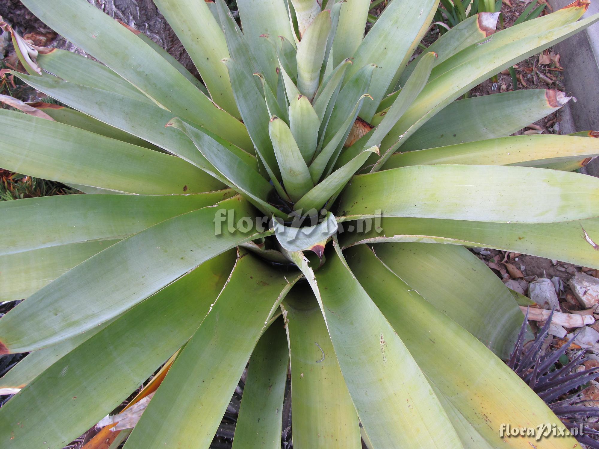 Alcantarea glaziouana