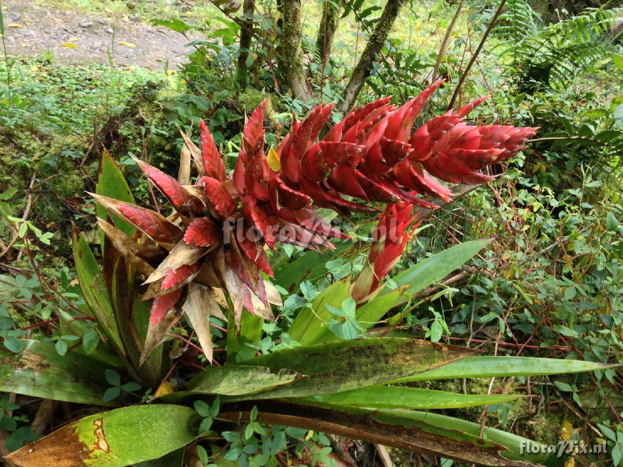 Tillandsia shimperiana