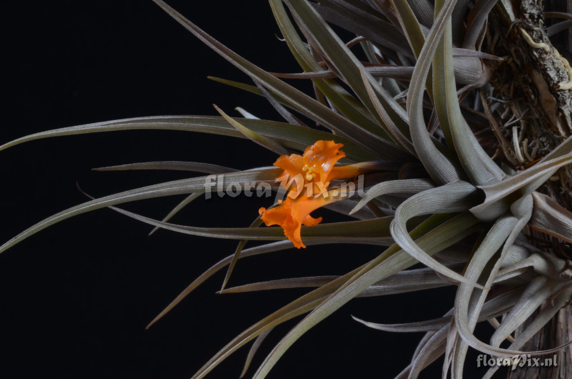 Tillandsia ericii