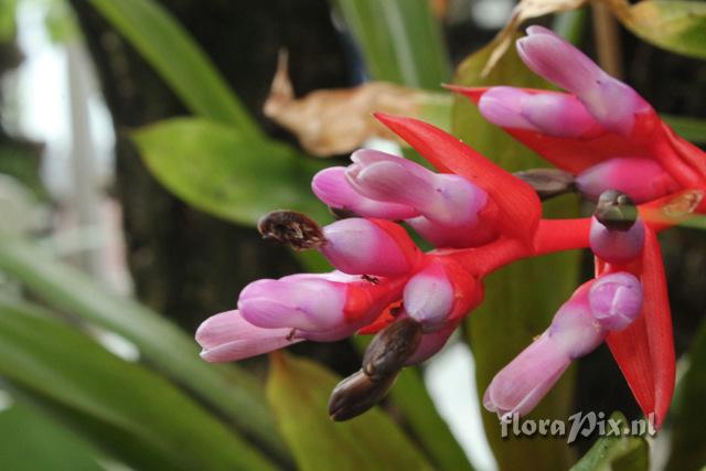 Aechmea weilbachii