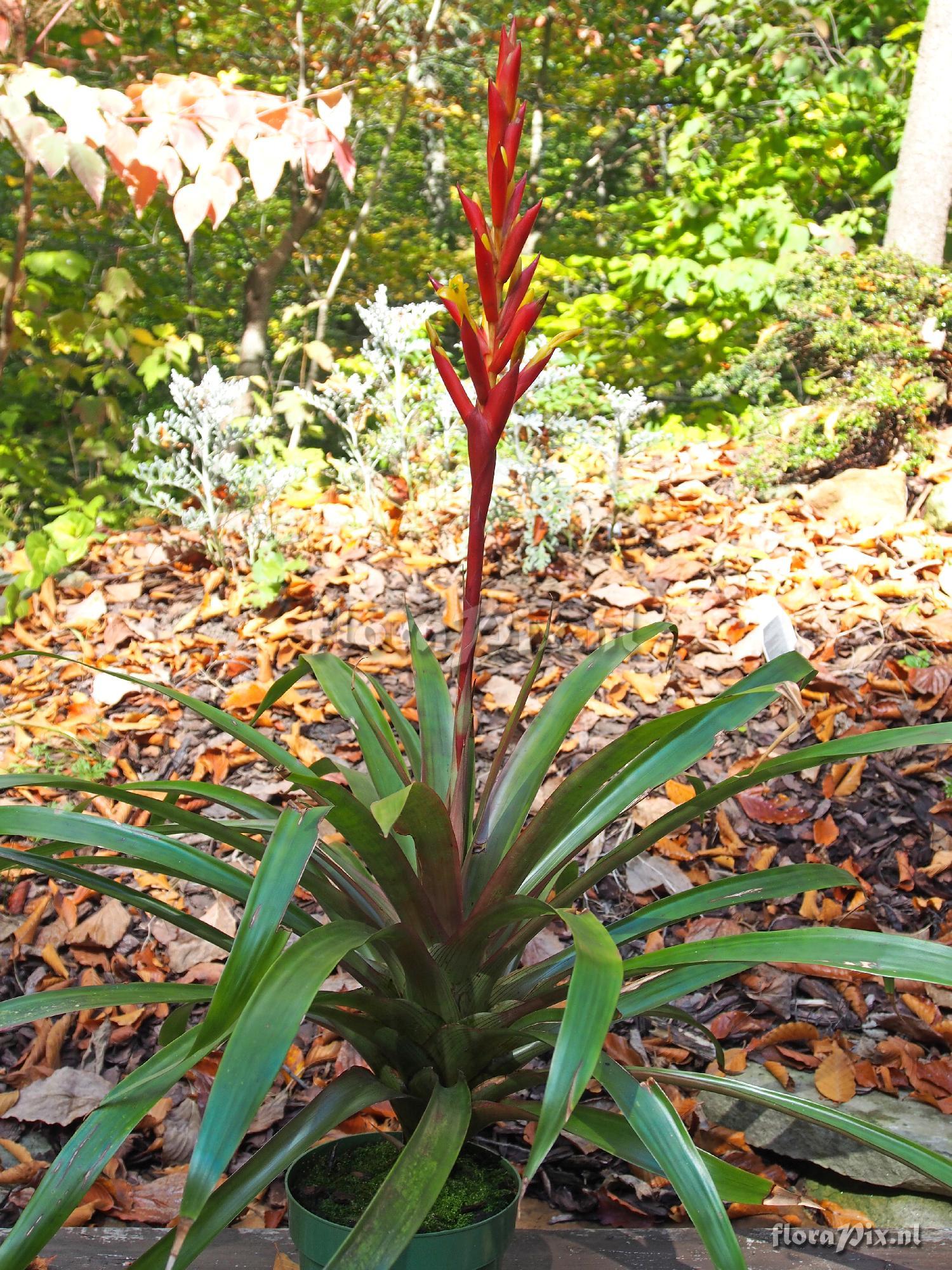 Guzmania rosea?