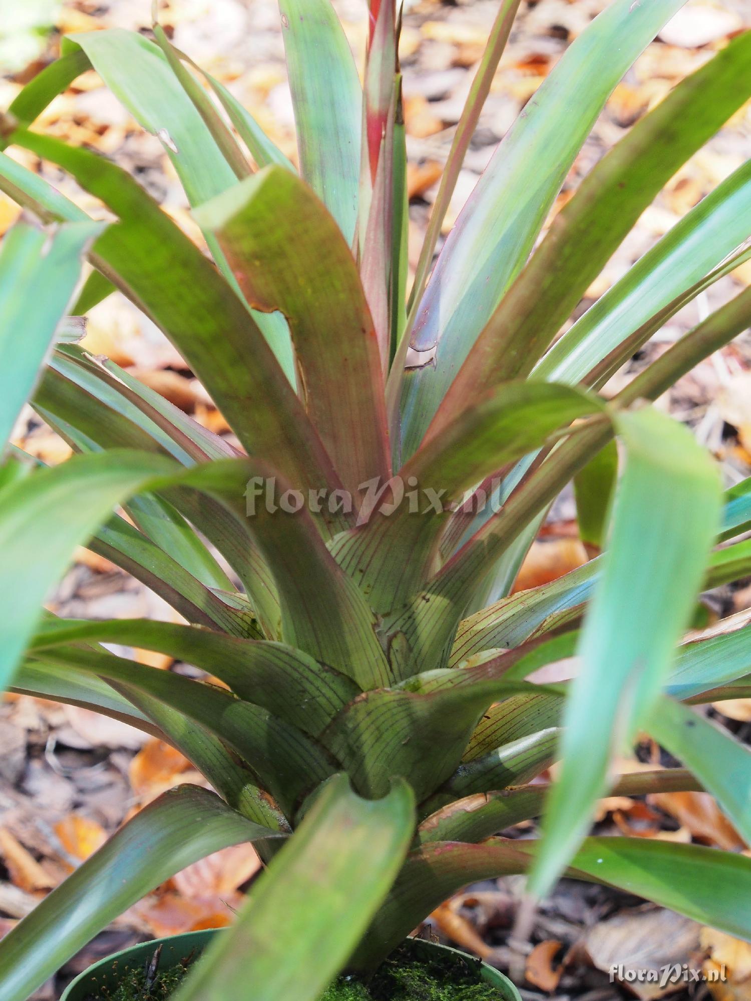 Guzmania rosea?