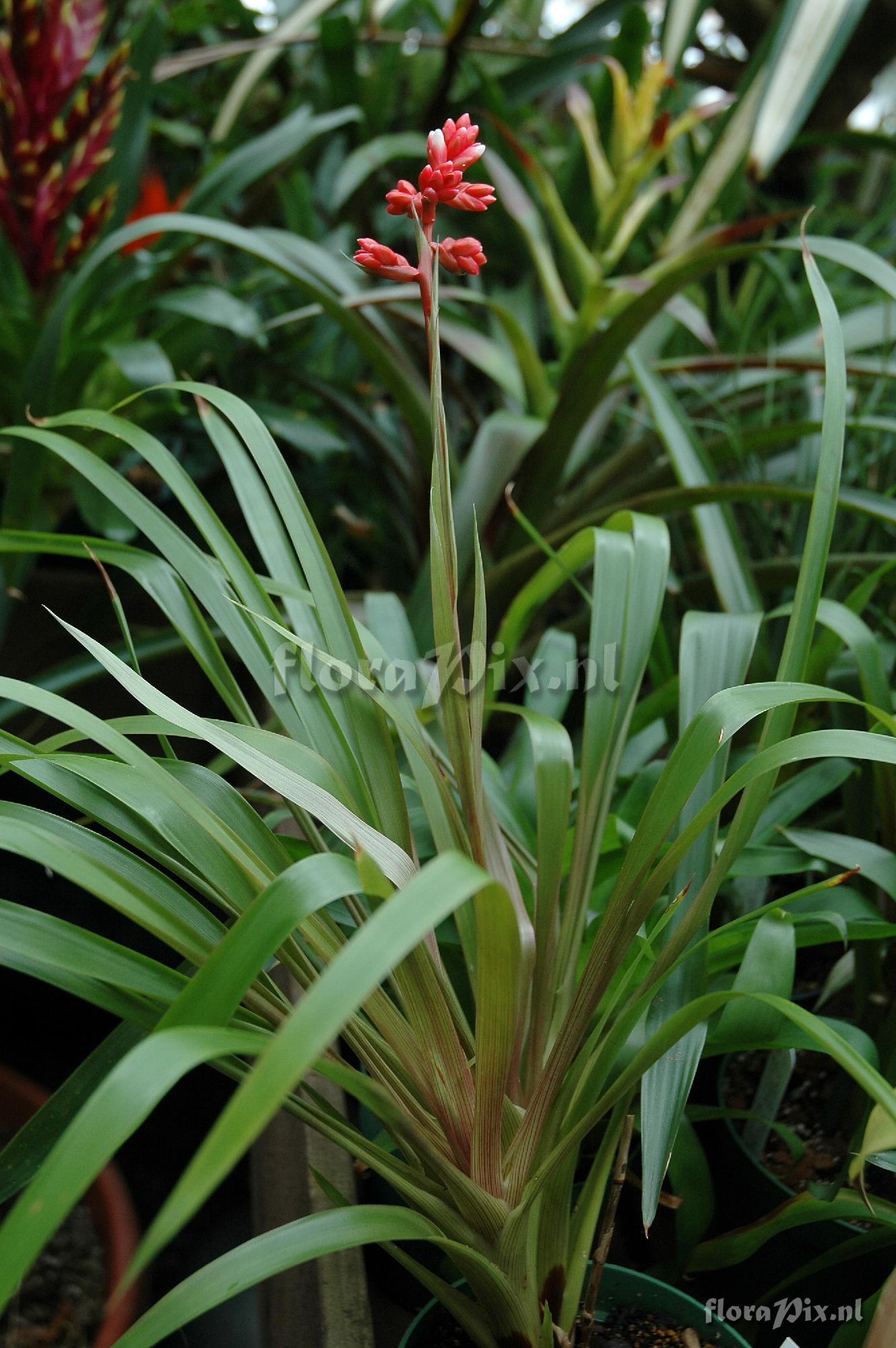 Guzmania condorensis