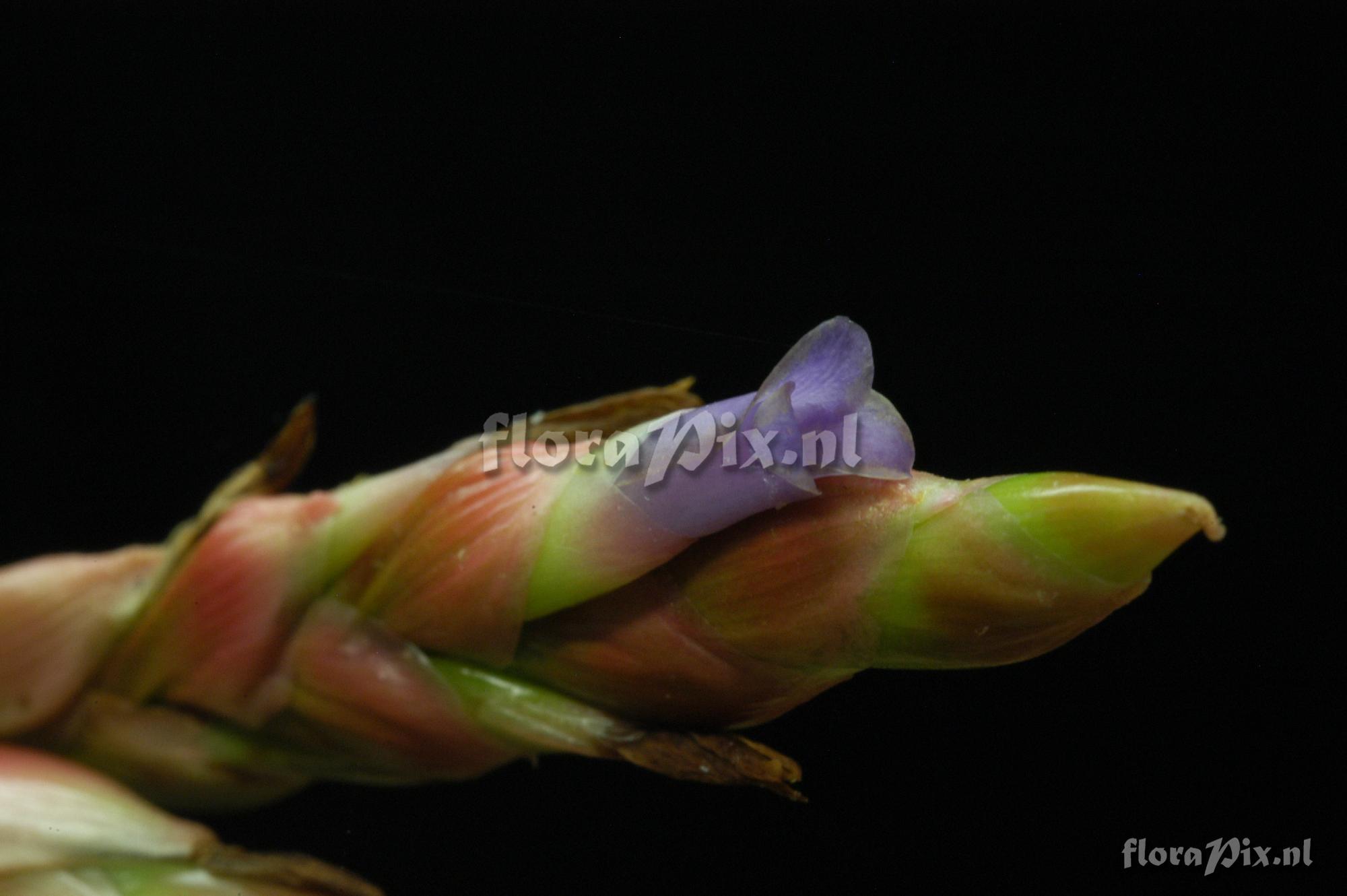 Tillandsia fendleri x Tillandsia denudata