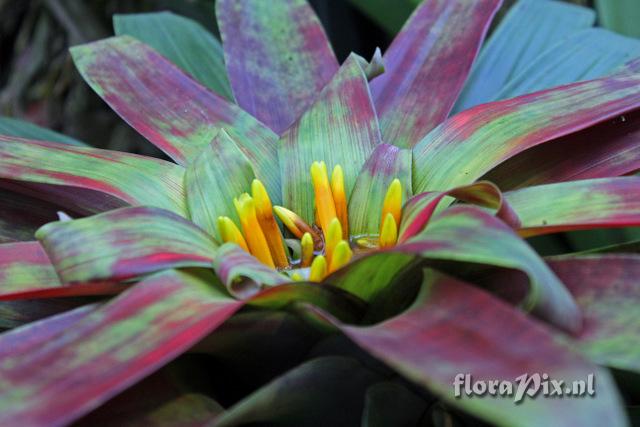 Guzmania sanguinea