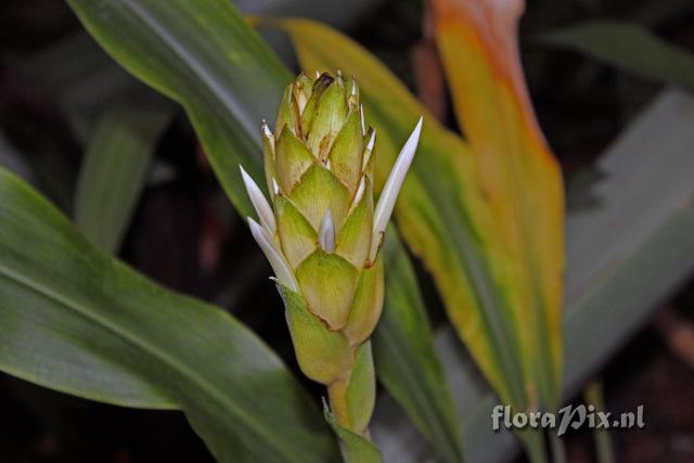 Pitcairnia altensteinii var altensteinii