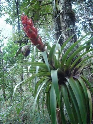 Tillandsia ponderosa