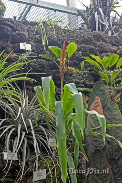 Pitcairnia wendlandii