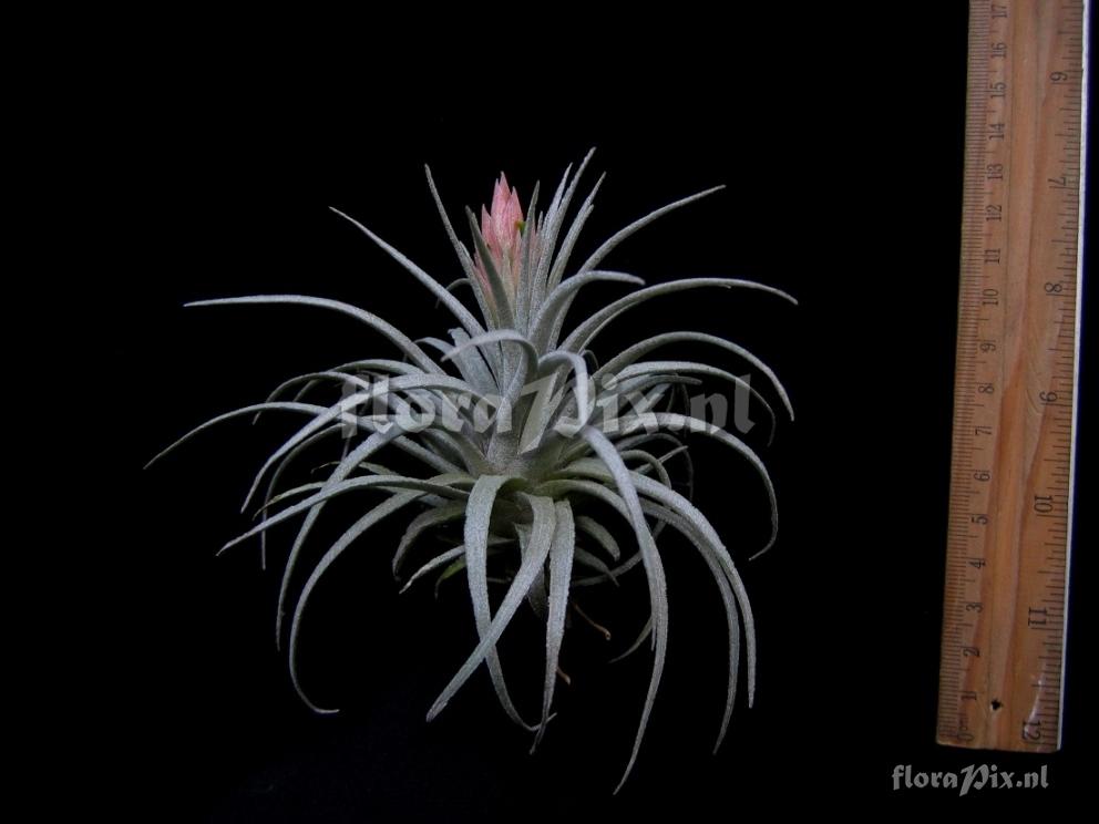 Tillandsia teloloapanensis