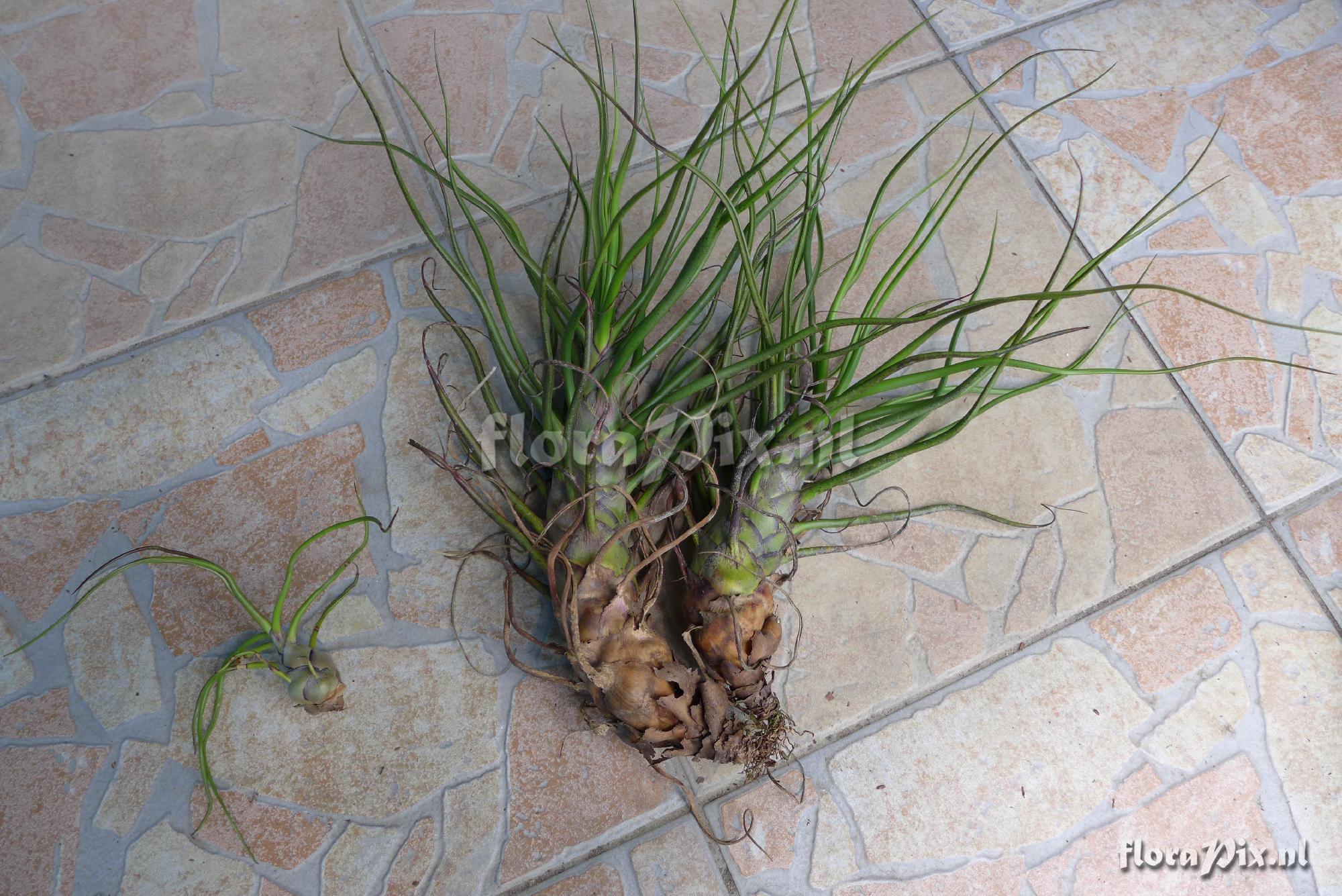 Tillandsia bulbosa