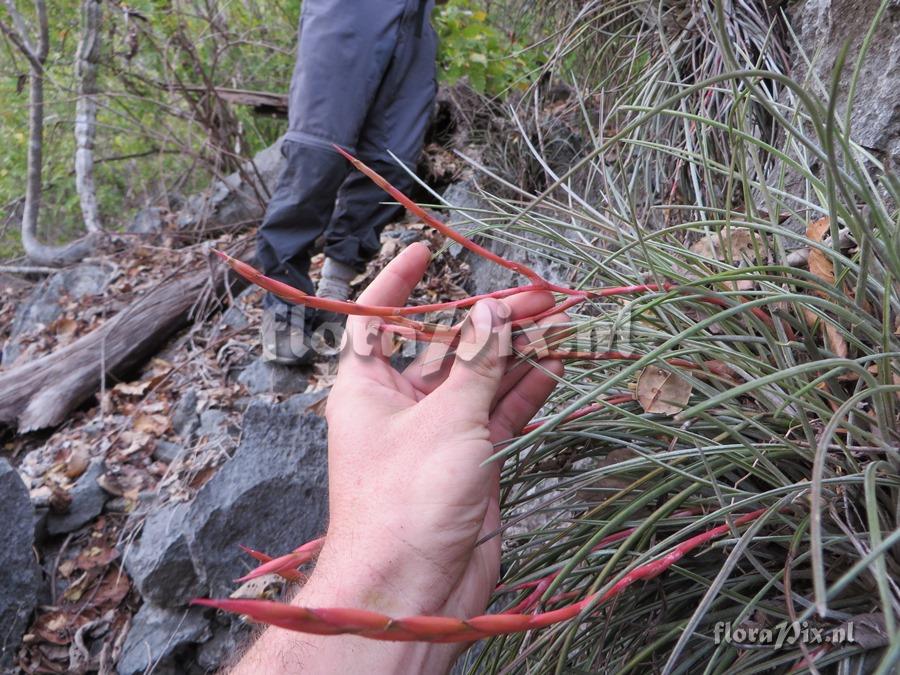 Tillandsia species