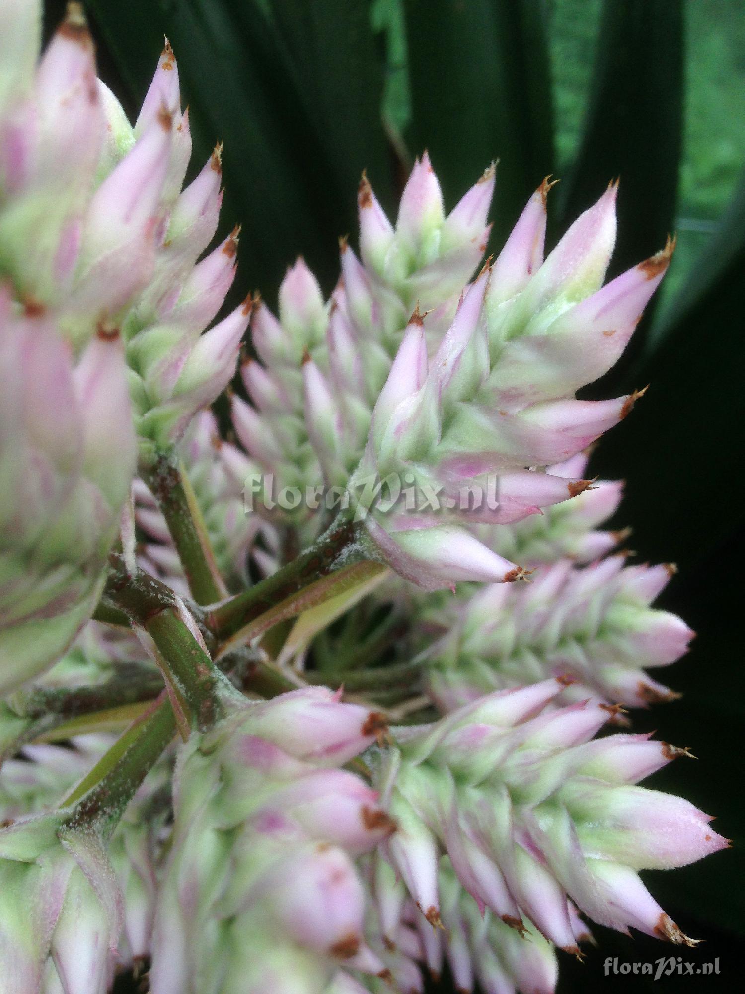 Aechmea cf. dichlamydea