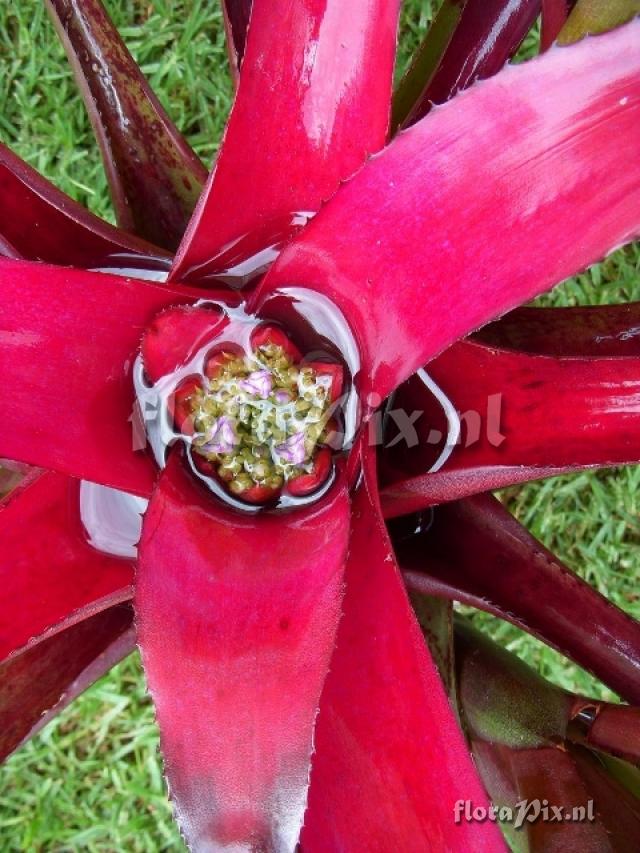 Neoregelia fosteriana