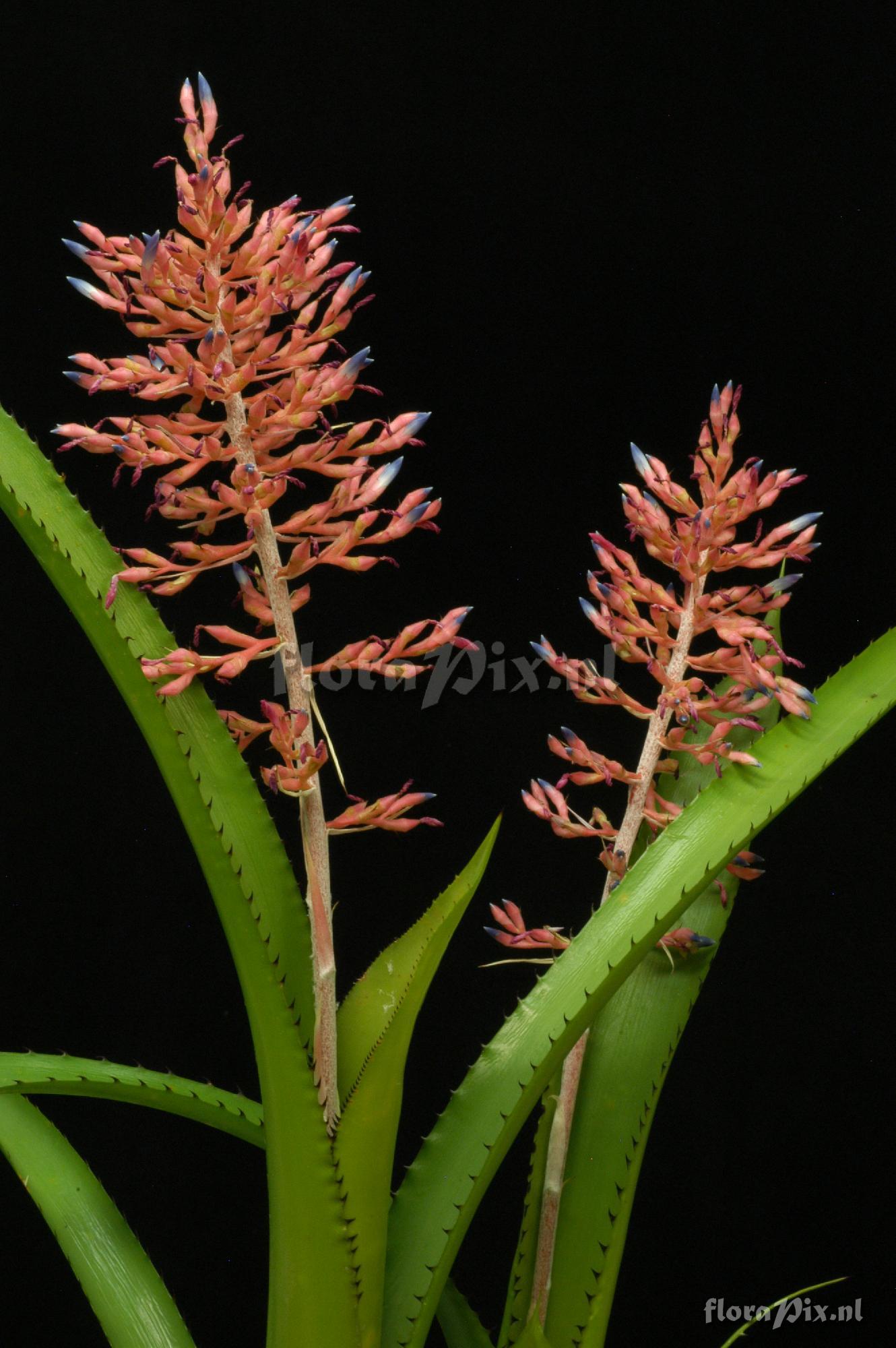 Aechmea purpureorosea 