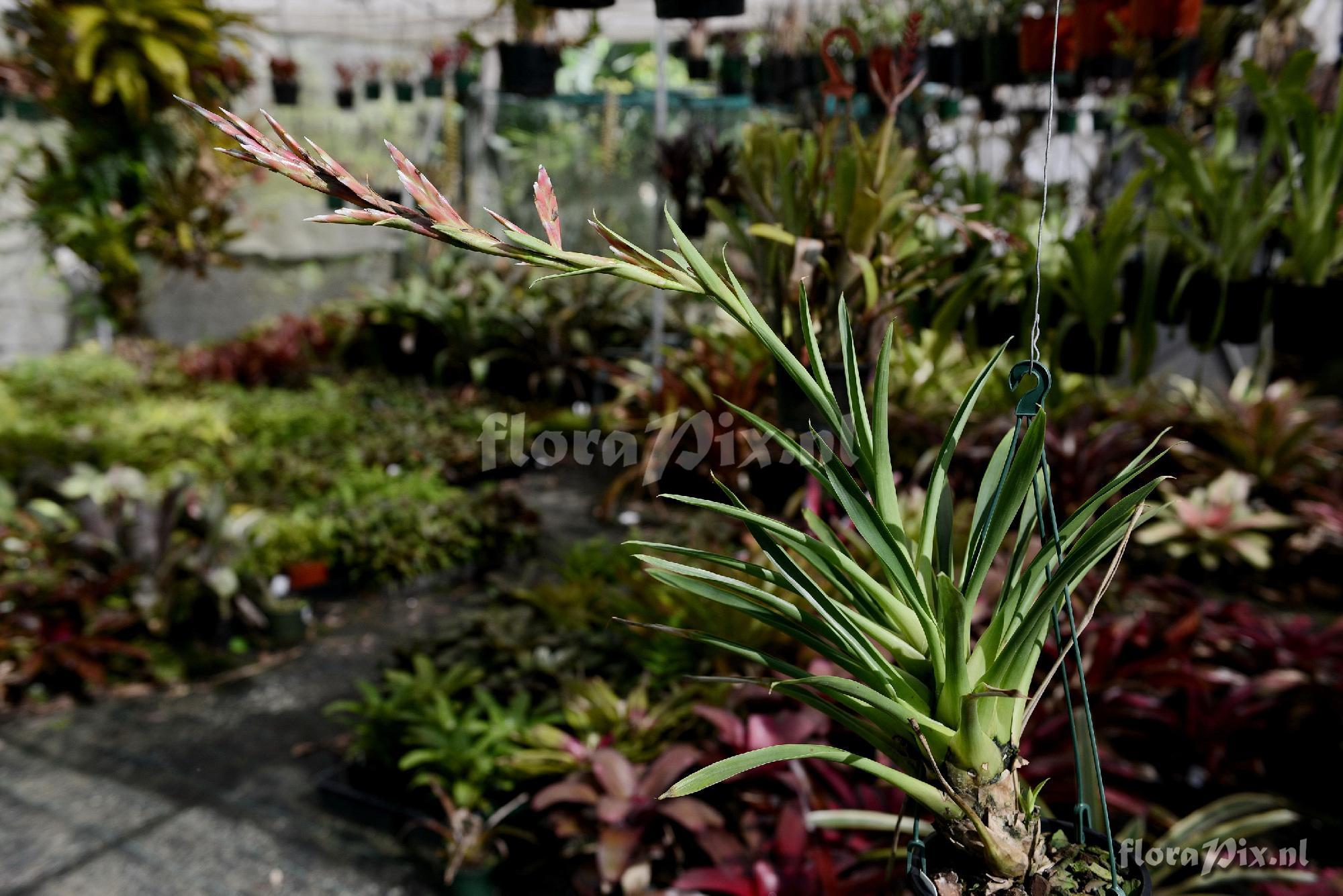 Tillandsia naundorffiae