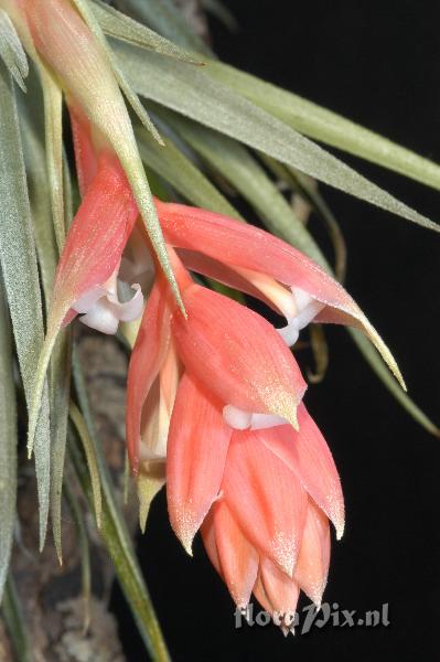 Tillandsia recurvifolia