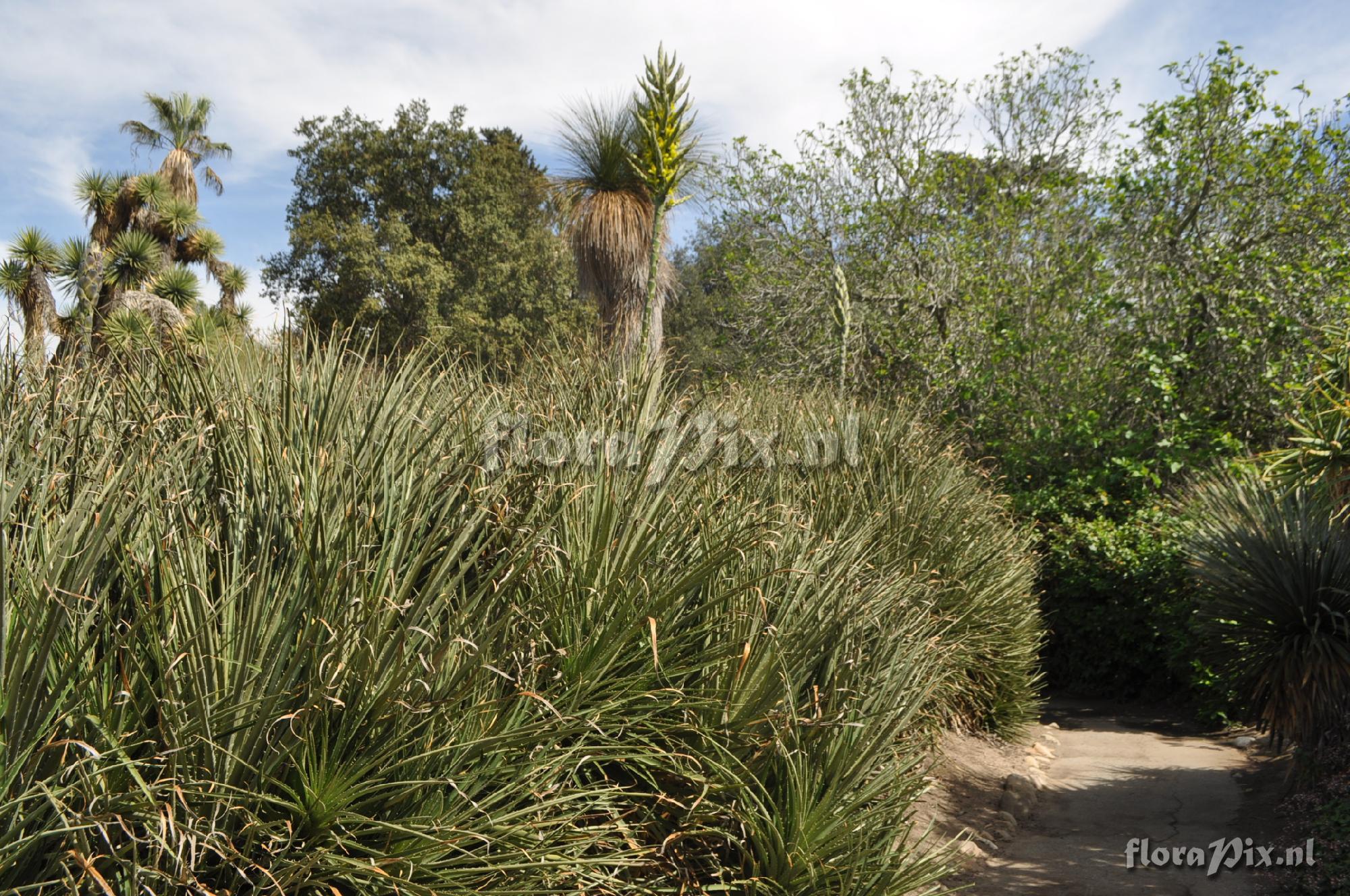 Puya chilensis