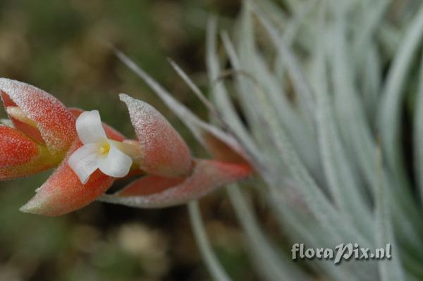 Tillandsia recurvifolia var. subsecundifolia