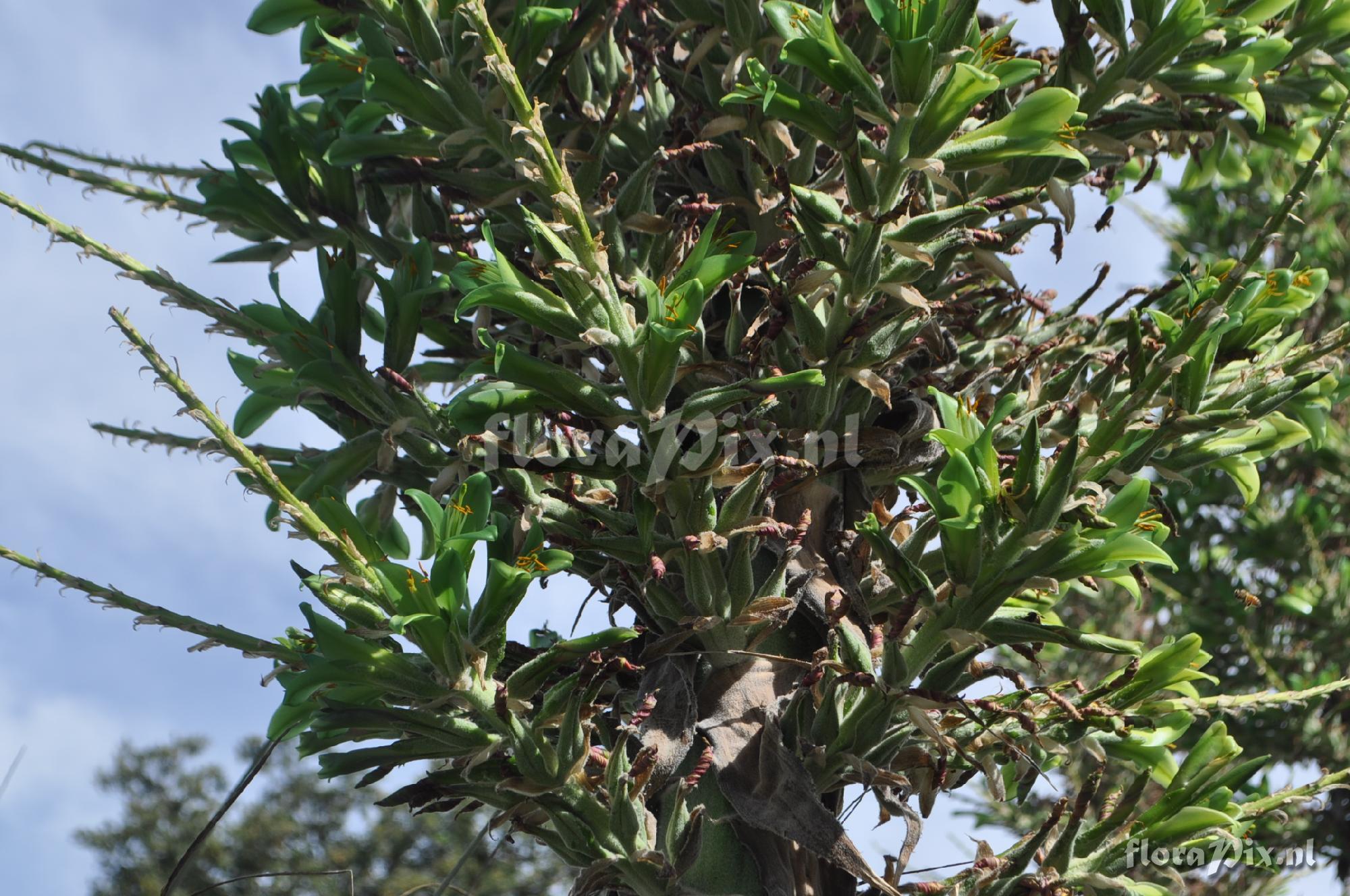 Puya berteroniana??