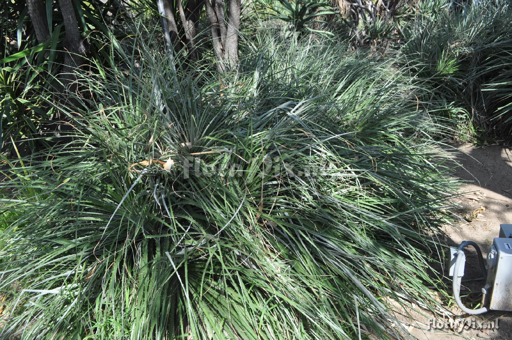 Puya wrightii - type plant